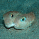 Illustration for article titled 2015s Top New Species Include Two Animals with Cool Breeding Habits